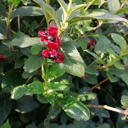 Panorama - Andoy * Noss